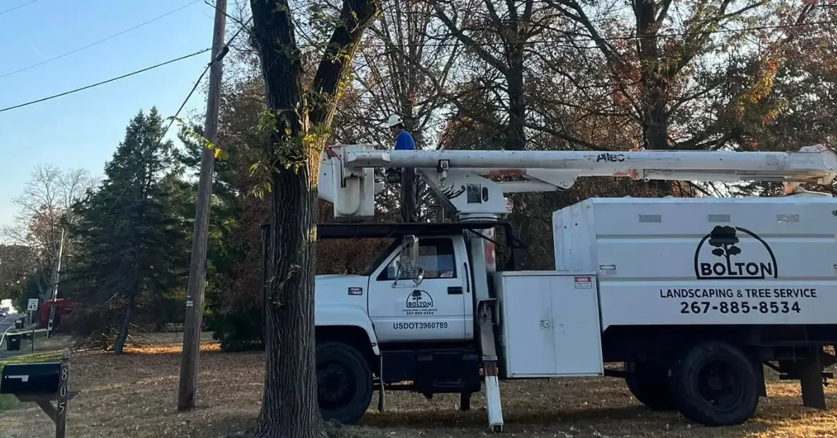 Affordable Tree Service Near Me: A Homeowners Guide