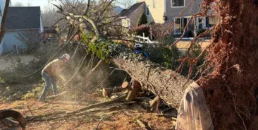 24/7 Emergency Tree Service
