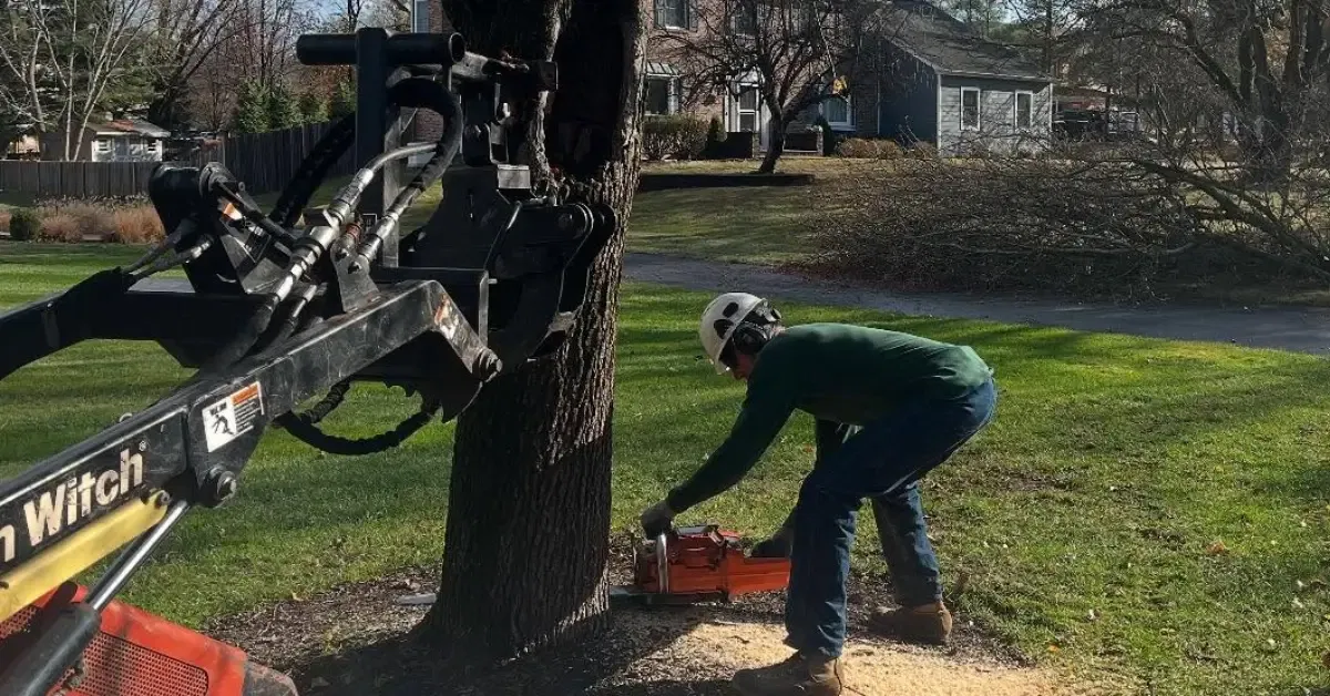 Tree Removal Services