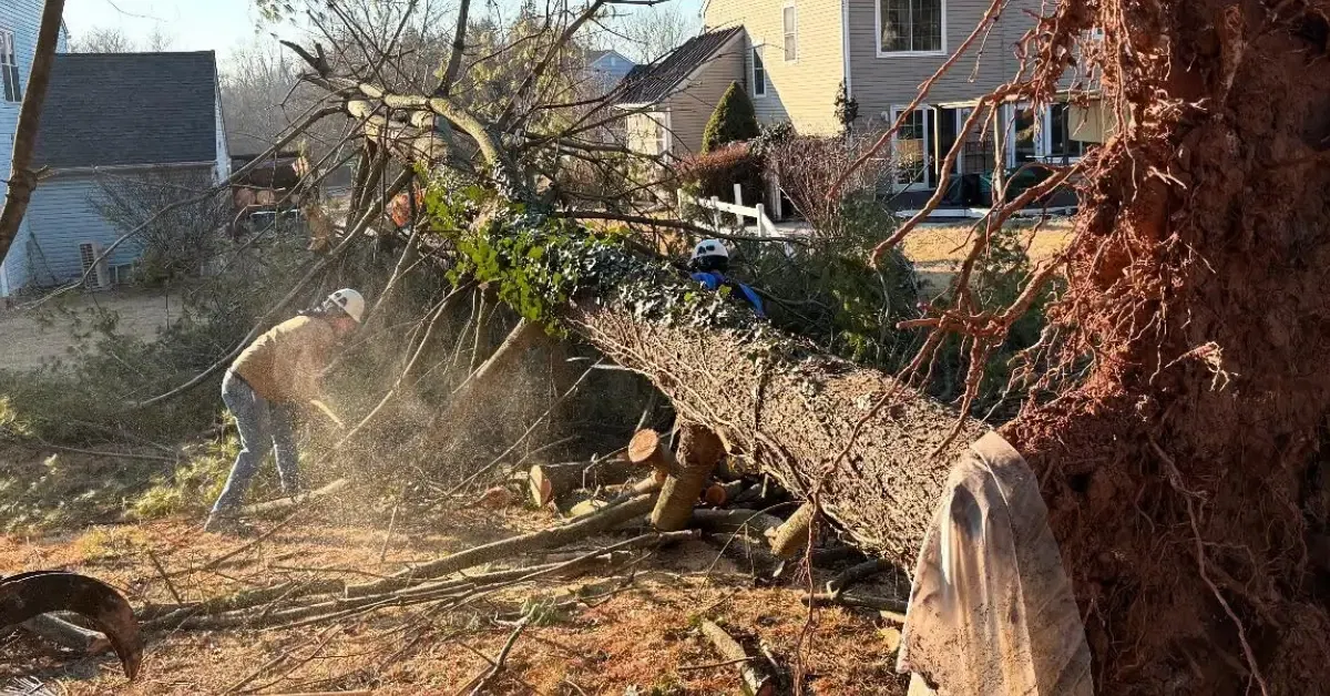 Emergency Tree Service in Doylestown and Surrounding Areas