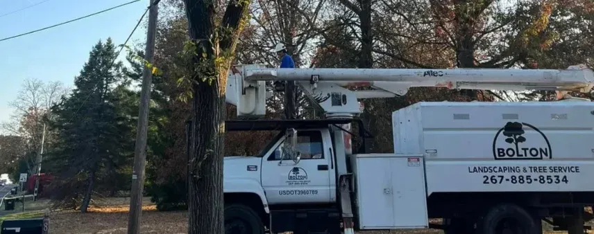 Affordable Tree Service Near Me: A Homeowners Guide