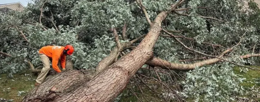 5 Signs That It’s Time to Remove Your Tree