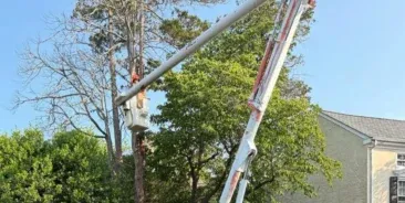 Tree Trimming & Pruning