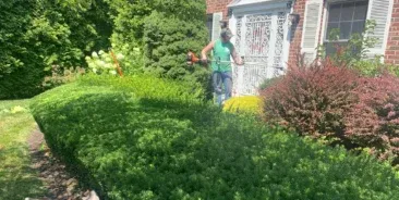 Shrub Removal & Trimming