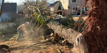 24/7 Emergency Tree Service