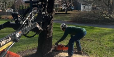 Tree Removal